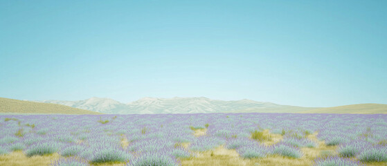 Panoramic view of lavender field and clear blue sky 