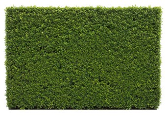 A dense green hedge wall with small leaves uniformly covering the entire frame on white background