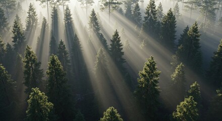 Fototapeta premium Sunbeams Through Foggy Forest: Aerial View of Coniferous Trees