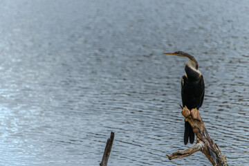 Oriental Darter or Anhinga melanogaster perched over water on dead tree branch