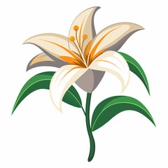 Elegant Vector Illustration Of A White Lily Flower With Green Leaves