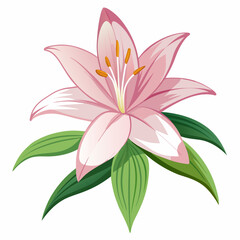 Pink Lily Flower With Green Leaves Botanical Illustration On White Background