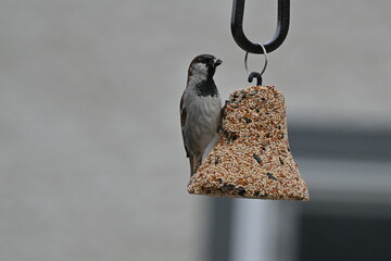 Sparrow is looking for delicious food