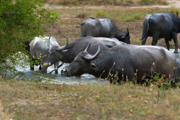Obraz premium Wildlife in Yala National Park Asian water buffalo or bubalus bubalis wallowing in stream