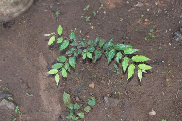 Young Carunda (Karonda) Plant Growing in Soil – Close-Up View of Baby Carunda Sapling with Fresh Green Leaves. Carunda Baby Plant Sprouting in a Garden – Fresh Green Karonda Leaves and Tender