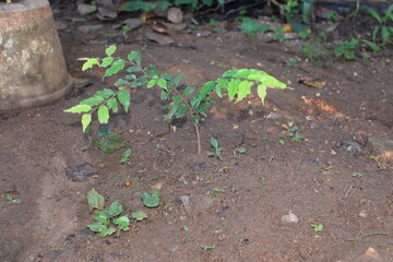 Young Carunda (Karonda) Plant Growing in Soil – Close-Up View of Baby Carunda Sapling with Fresh Green Leaves. Carunda Baby Plant Sprouting in a Garden – Fresh Green Karonda Leaves and Tender