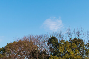 冬の澄んだ青空と枯れ木がつくる風景