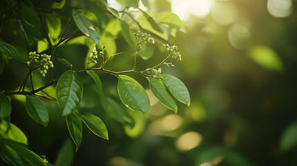 Obraz premium Closeup of lush green leaves and flower buds in sunlight nature photography botanical background image