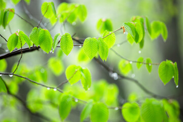 しっとりとした雨上がりの新緑の葉が生い茂る様子13