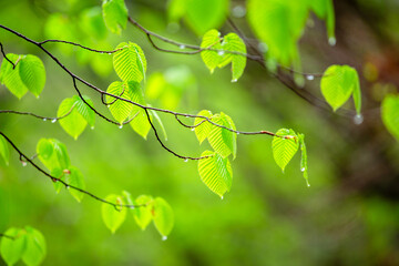 しっとりとした雨上がりの新緑の葉が生い茂る様子12