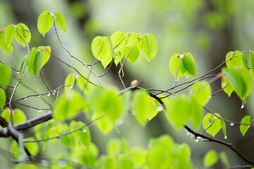 しっとりとした雨上がりの新緑の葉が生い茂る様子8