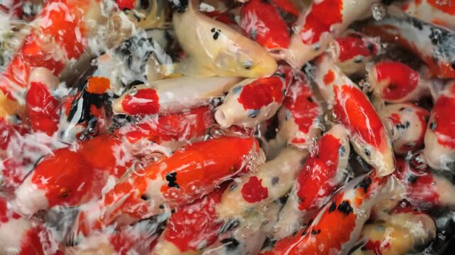 4k video raw footage feeding koi pond 10bit