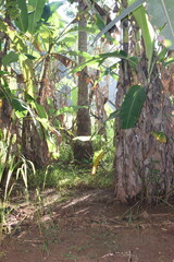Lost in the Heart of a Banana Grove: A Journey Through Lush Green Leaves and Tropical Abundance. Surrounded by Towering Banana Plants: A Serene Escape to the Heart of a Banana Grove. 