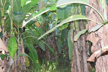 Obraz premium Lost in the Heart of a Banana Grove: A Journey Through Lush Green Leaves and Tropical Abundance. Surrounded by Towering Banana Plants: A Serene Escape to the Heart of a Banana Grove. 