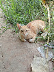 Fototapeta premium cat in the garden