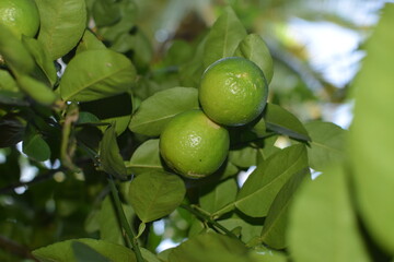 limes tree in the garden are excellent source of vitamin C. Green organic lime citrus fruit hanging on tree. green lemons hanging on branch. Branches of green lime tree with ripe fruits growing