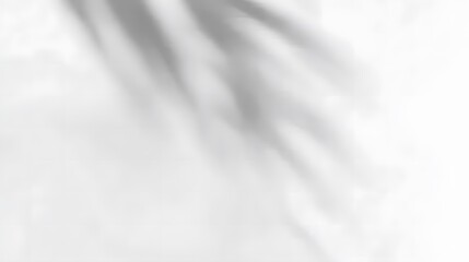 Obraz premium Minimal abstract white background with soft blurred shadow of a palm leaf, creating a luxury tropical nature mood, ideal for summer and spring concept designs, banners, mockups, and branding visuals