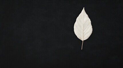 Hyperrealistic vertical leaf black background high fidelity nature art studio setting close-up aesthetic concept