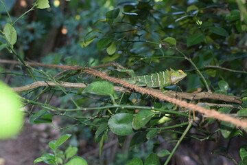 Close-Up of a Colorful Lizard Resting on a Rock in Natural Habitat – Reptile Wildlife Photography. Detailed View of a Lizard in the Sunlight – Scaly Skin Texture and Sharp Claws Captured in best
