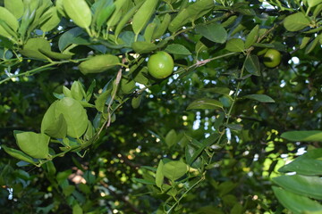 limes tree in the garden are excellent source of vitamin C. Green organic lime citrus fruit hanging on tree. green lemons hanging on branch. Branches of green lime tree with ripe fruits growing