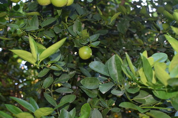 limes tree in the garden are excellent source of vitamin C. Green organic lime citrus fruit hanging on tree. green lemons hanging on branch. Branches of green lime tree with ripe fruits growing