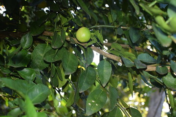 limes tree in the garden are excellent source of vitamin C. Green organic lime citrus fruit hanging on tree. green lemons hanging on branch. Branches of green lime tree with ripe fruits growing
