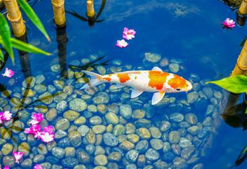 Vibrant Orange and Blue Koi Fish in Tranquil Pond