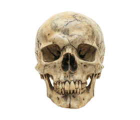 Realistic Human Skull Model with Detailed Cracks and Features