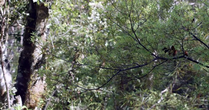 Foliage of a Young Kauri Branch - Native New Zealand Tree Detail