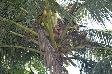 Tall Coconut Tree Reaching Towards the Blue Sky – Tropical Nature Background with Palm Leaves...