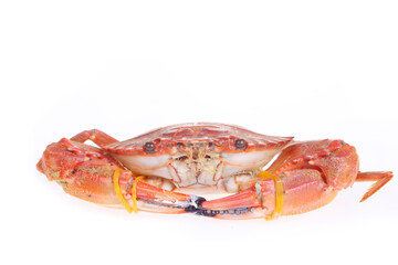 Isolated in the white background crabs