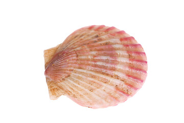 Scallops isolated on a white background