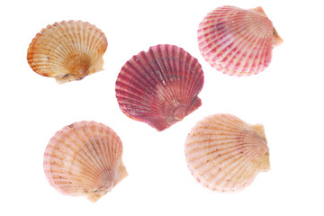 Scallops isolated on a white background