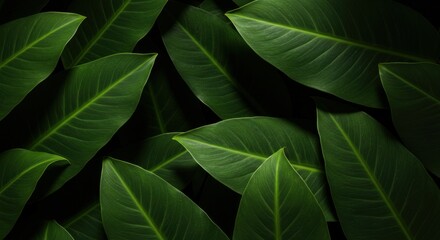 Overlapping tropical leaves in dark green tones