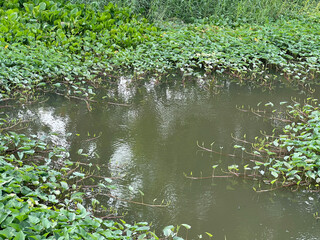 Thai morning glory in the pond in garden
