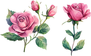 bouquet of pink roses