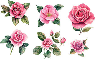 Botanical Watercolor Pink Rose &ndash; Romantic Wedding Element