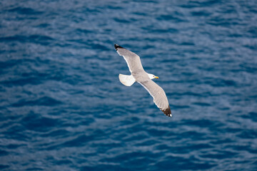 A European herring gull flying over the Mediterranean ocean.