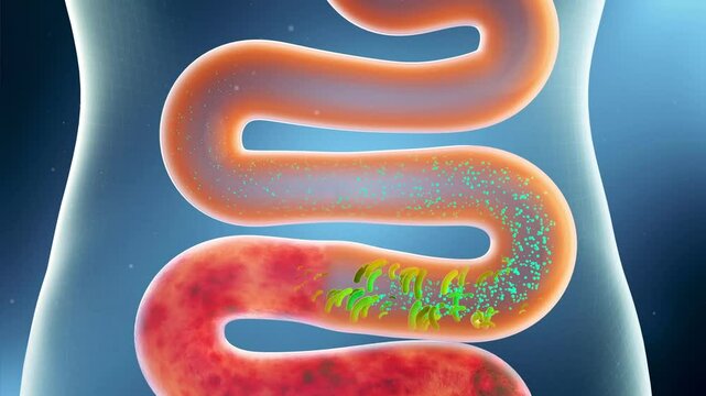 Probiotics clean up stool, promote intestinal peristalsis, activate intestinal motility, and remove toxins. Intestinal and digestive system health concept, 3D animation.
