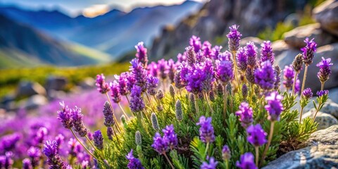 Obraz premium Mountain Lavender Close Up Photography: Purple Flowers, Alpine Bloom, Botanical Images