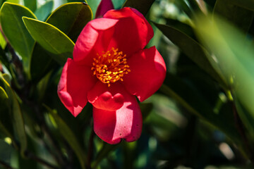 Vibrant Red Camellia in Bloom