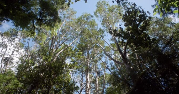 Treetops of the Giant Kauri Trees &ndash; Majestic Canopy of New Zealand's Forest Giants