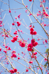 Vibrant Pink Cherry Blossoms Against a Clear Blue Sky