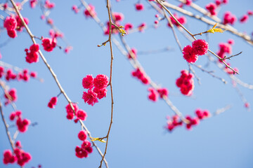 Vibrant Pink Cherry Blossoms Against a Clear Blue Sky