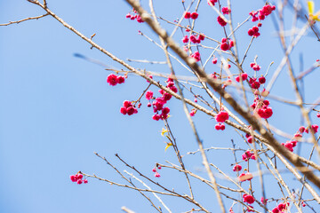 Vibrant Pink Cherry Blossoms Against a Clear Blue Sky