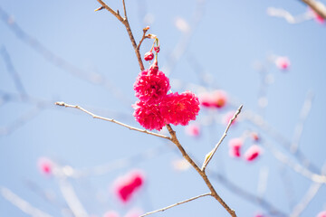 Bright Pink Cherry Blossoms Blooming in Early Spring Sunshine