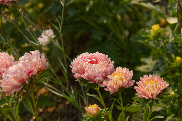 Pink Flowers in the Garden