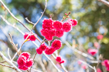 Bright Pink Cherry Blossoms Blooming in Early Spring Sunshine