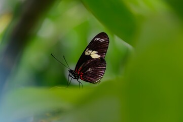 Doris Longwing Butterfly at Meijer Botanical Gardens, in Grand Rapids, Michigan.