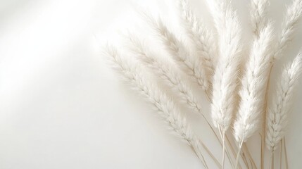 Cozy and Elegant White Dried Grass Bunch on Clean Background for Home Decor Inspiration